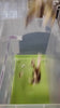 tiktok_url_7609006980077735190.mp4